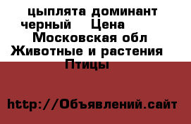 цыплята доминант черный  › Цена ­ 100 - Московская обл. Животные и растения » Птицы   